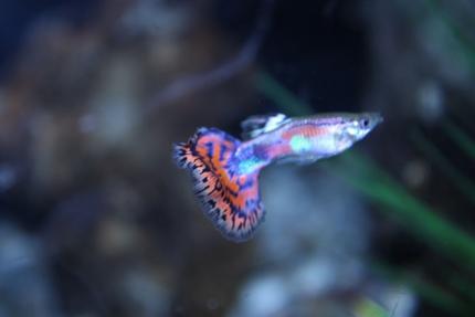 freshwater fish - poecilia reticulata - cobra guppy stocking in 125 gallons tank - guppy