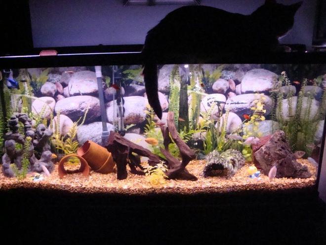 55 gallons freshwater fish tank (mostly fish and non-living decorations) - 55 gallon community--our cat sitting on top