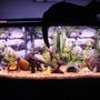 55 gallons freshwater fish tank (mostly fish and non-living decorations) - 55 gallon community--our cat sitting on top