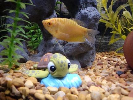 freshwater fish - trichogaster trichopterus - gold gourami stocking in 55 gallons tank - Gold gouramis with Crush