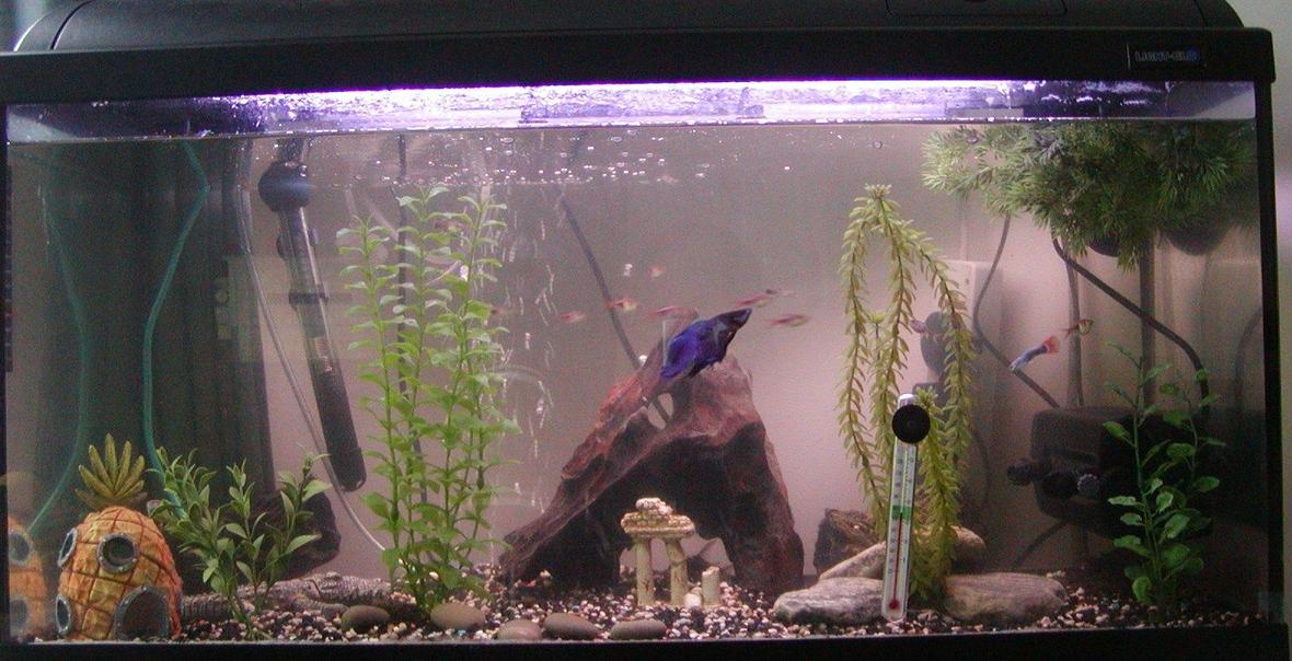 30 gallons freshwater fish tank (mostly fish and non-living decorations) - 30 Gallon tank.