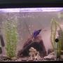 30 gallons freshwater fish tank (mostly fish and non-living decorations) - 30 Gallon tank.