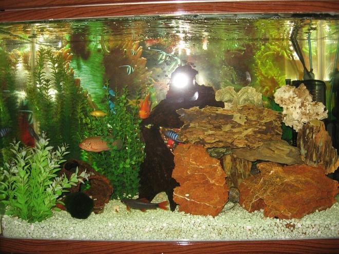 30 gallons freshwater fish tank (mostly fish and non-living decorations) - African + American Ciclids
Parrot Fish
3 plecos
1 blue lobsters
1 red tail shark