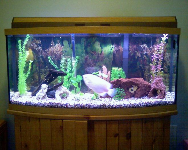 14 gallons freshwater fish tank (mostly fish and non-living decorations) - Our 72 gallon bow front