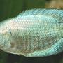freshwater fish - colisa lalia - powder blue dwarf gourami stocking in 50 gallons tank - One of my 2x Gourami