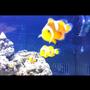 saltwater fish - amphiprion percula - true percula clownfish stocking in 125 gallons tank - flibble flabble