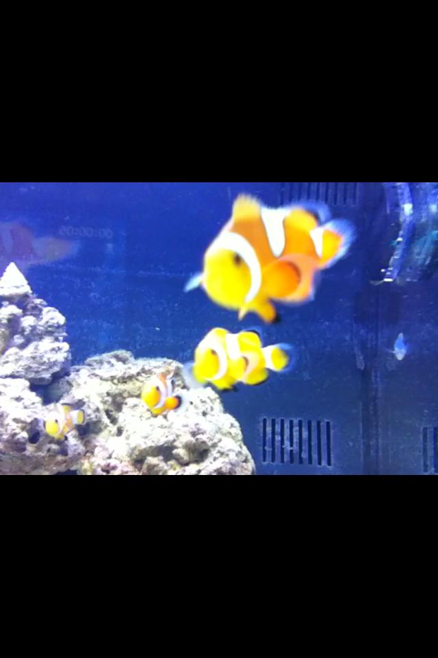 saltwater fish - amphiprion percula - true percula clownfish stocking in 125 gallons tank - flibble flabble