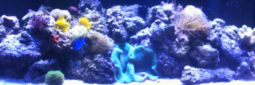 Rated #79: 210 Gallons Reef Tank - 210 gallon reef tank