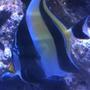 saltwater fish - zanclus canescens - moorish idol stocking in 210 gallons tank - my morish idol