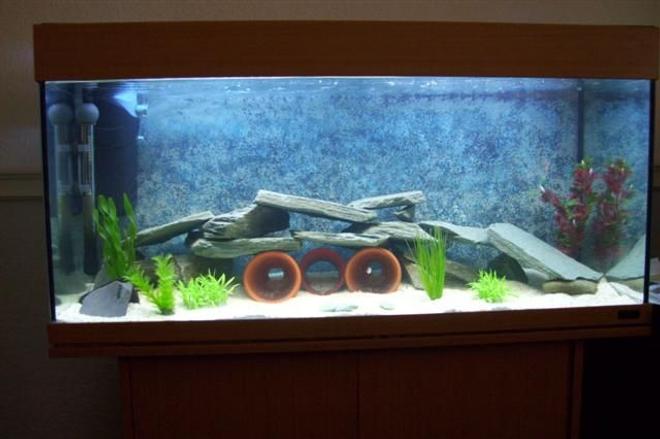 50 gallons freshwater fish tank (mostly fish and non-living decorations) - juwel tank newish set up for malawis.