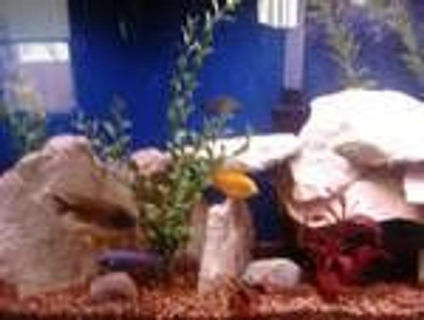 Rated #143: Freshwater Fish Stocking In 55 Gallons Tank