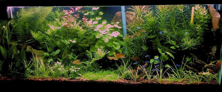Rated #4: 55 Gallons Planted Tank - updated pic