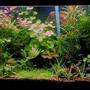55 gallons planted tank (mostly live plants and fish) - updated pic