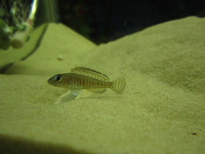 freshwater fish - neolamprologus signatus - signatus stocking in 52 gallons tank - signatus
