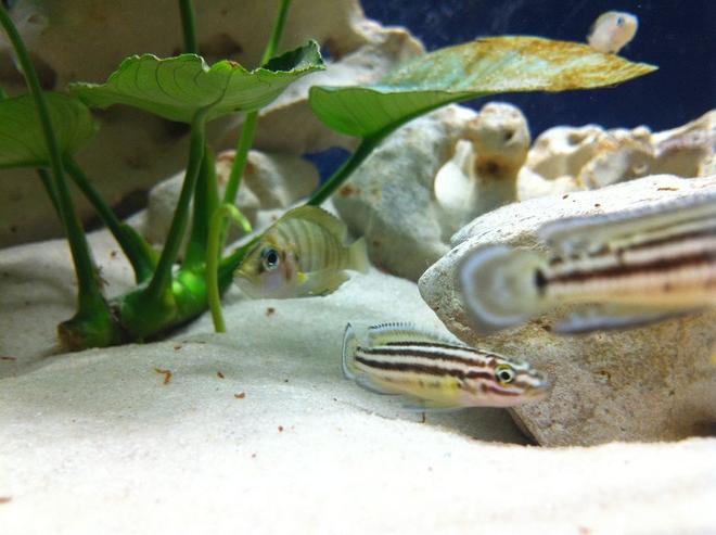 freshwater fish - julidochromis marlieri - marlieri cichlid stocking in 52 gallons tank - gold comp and mates