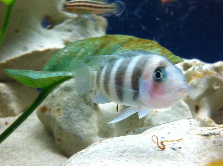 Rated #1163: Freshwater Fish - Cyphotilapia Frontosa - Frontosa Cichlid Stocking In 52 Gallons Tank - frontosa