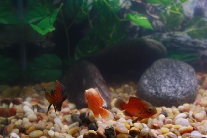 freshwater fish - astronotus ocellatus - albino oscar stocking in 29 gallons tank - Left to Right- Opus, Bo, and Moe