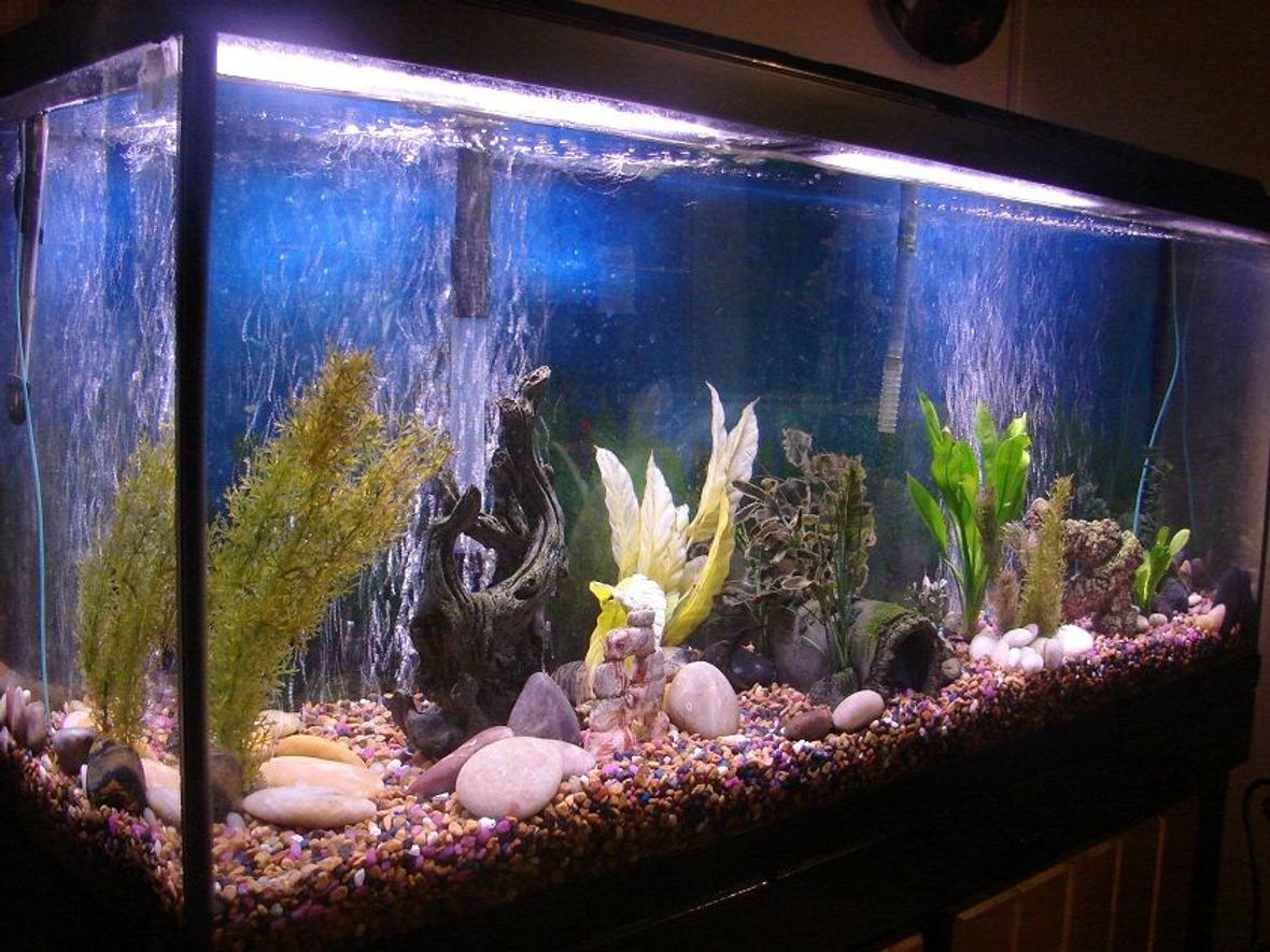 fish tank picture - 2 Clown Loaches, 3 Tiger Barbs, 1 Blind Cave Tetra, 1 Pleco, 1 Glow Tetra, 1 Kuhlii Loach and some ghost shrimp.