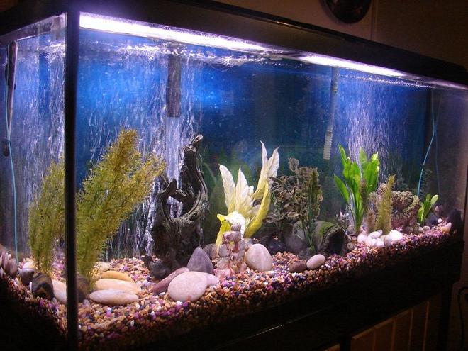 55 gallons freshwater fish tank (mostly fish and non-living decorations) - 2 Clown Loaches, 3 Tiger Barbs, 1 Blind Cave Tetra, 1 Pleco, 1 Glow Tetra, 1 Kuhlii Loach and some ghost shrimp.