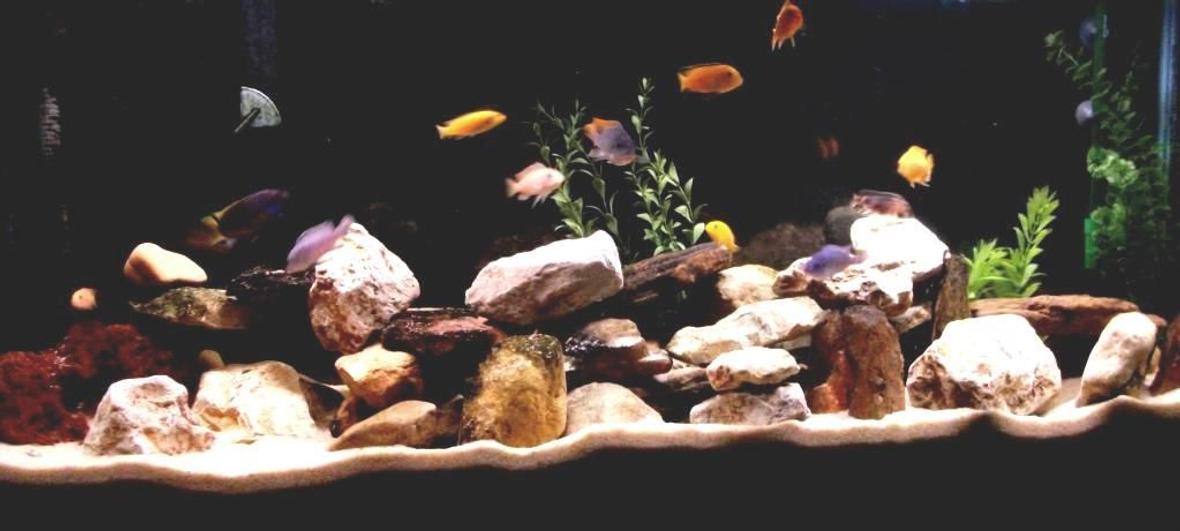 55 gallons freshwater fish tank (mostly fish and non-living decorations) - Current 55 Gallon Mbuna tank as of 14 Sep 2010