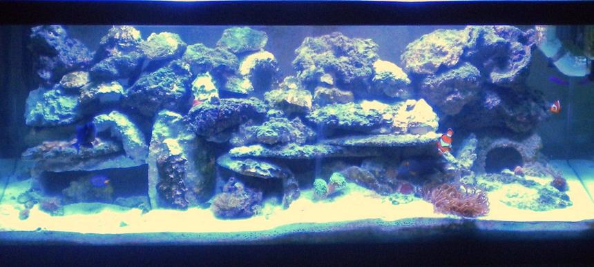 Rated #104: 75 Gallons Reef Tank - 75 Gal Main Tank