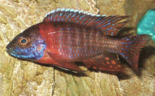 freshwater fish - aulonocara hansbaenschi - red peacock cichlid stocking in 45 gallons tank - my lovely peacock
