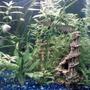 fish tank picture - another shot of my tank i love fishing