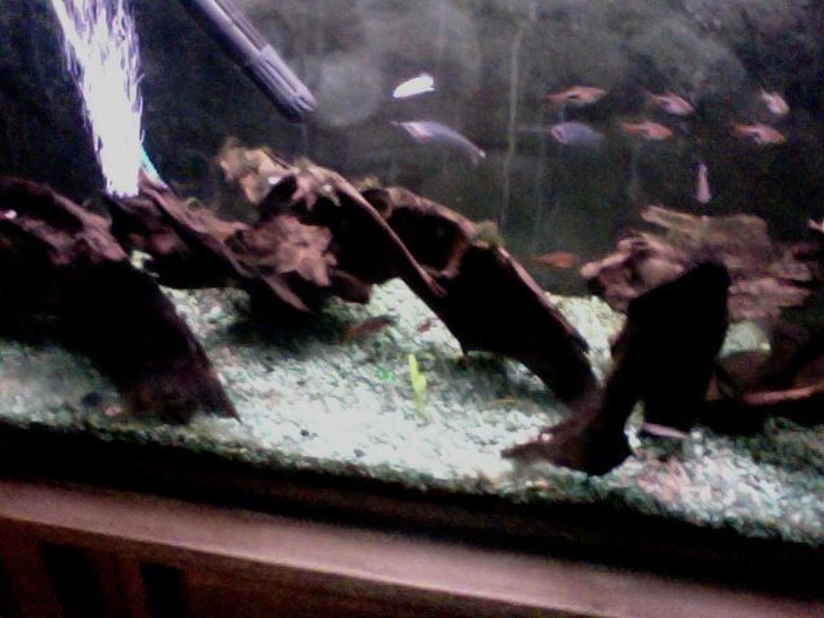 freshwater fish tank (mostly fish and non-living decorations) - clown loaches, diamond tetras, harlequin raspboras e.t.c. java fern, drift wood e.t.c.