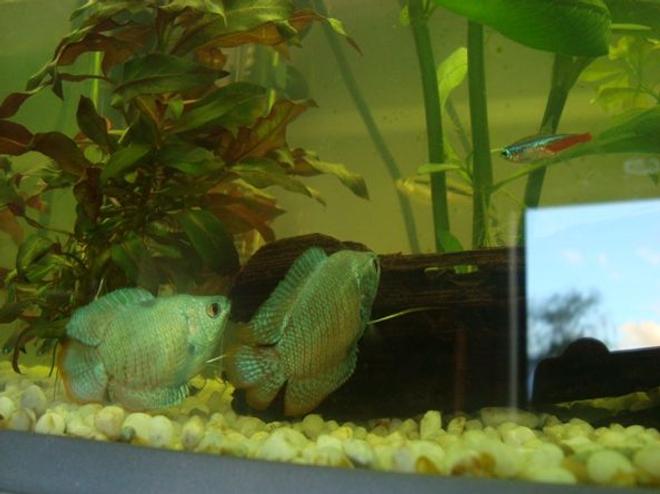 freshwater fish - colisa lalia - powder blue dwarf gourami stocking in 50 gallons tank - Finally got a pic of both of my goramis together and a bonus neon tetra