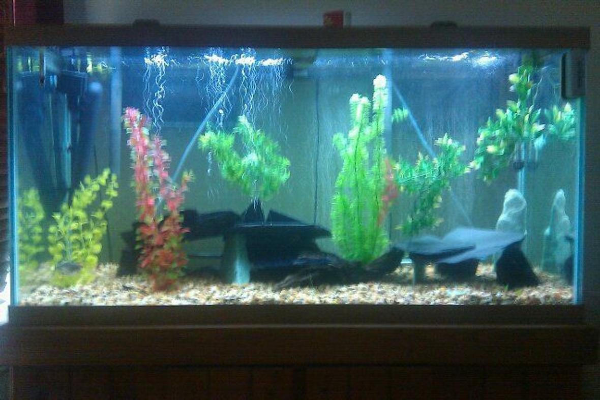 55 gallons freshwater fish tank (mostly fish and non-living decorations) - 90 gallon tank ... 3 payara (vampire fish), 1 silver barracuda, 1 bristlenose pleco, 2 aquaclear 500's, 2 heaters, 1 uv sterilizer