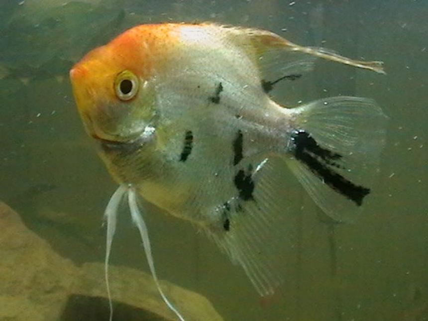 Rated #48: Freshwater Fish - Pterophyllum Sp. - Koi Angel Stocking In 10 Gallons Tank - franky my koi angel fish