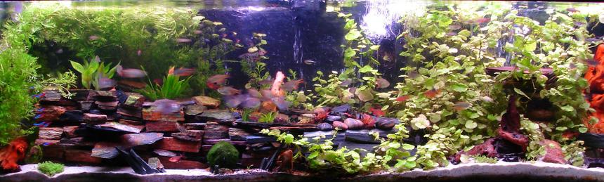 Rated #46: 150 Gallons Planted Tank - A new picture from 9-16-2010.  Click for a clearer image for some reason the thumbnail is super blurry...