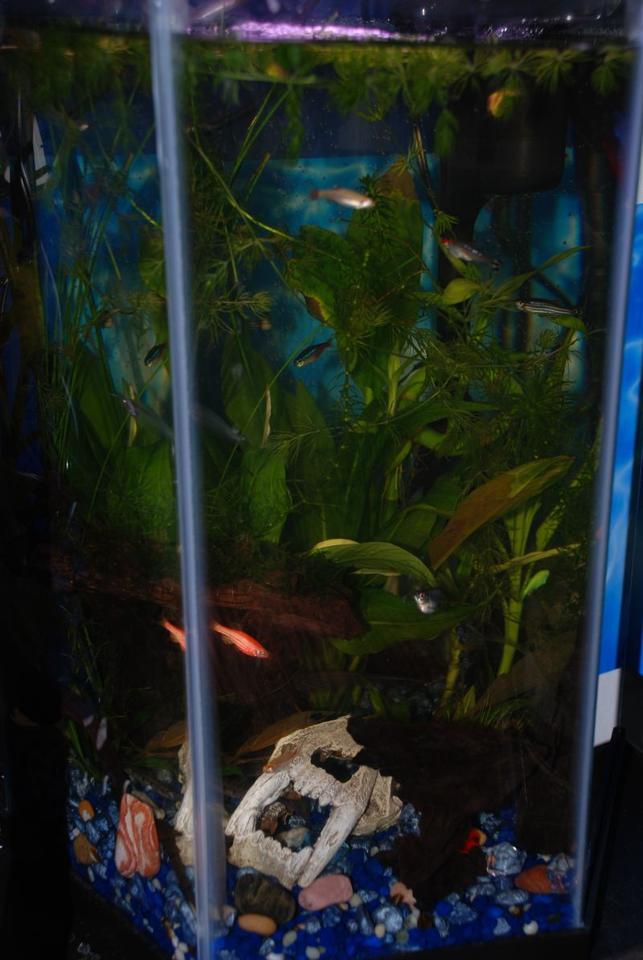37 gallons planted tank (mostly live plants and fish) - New 10 gallon hex picture