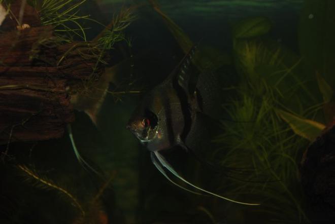 freshwater fish - pterophyllum scalare - zebra angelfish stocking in 37 gallons tank - Woody the Angel