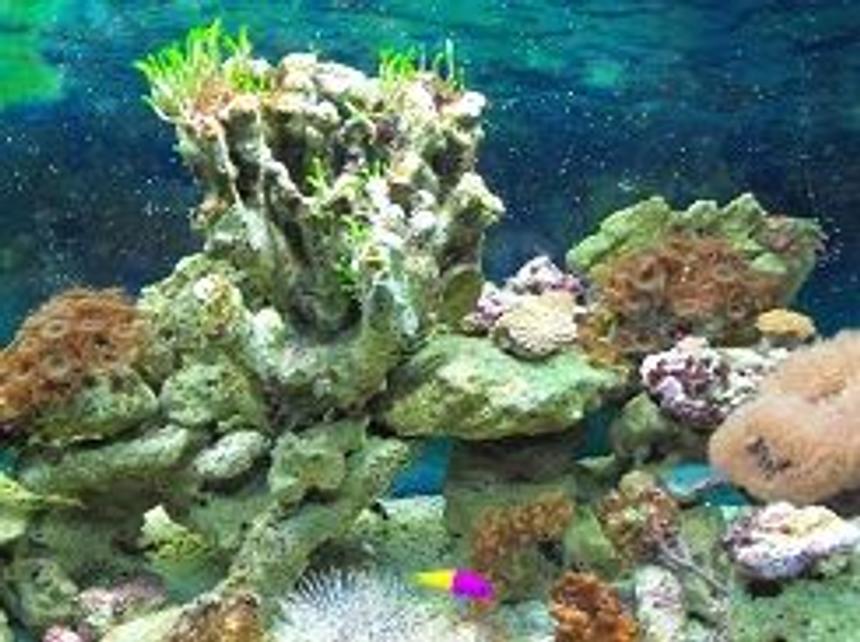 Rated #123: 65 Gallons Reef Tank - 65 galllon fish/reef tank
