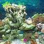 65 gallons reef tank (mostly live coral and fish) - 65 galllon fish/reef tank