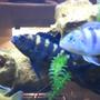 freshwater fish - metriaclima lombardoi - kenyi cichlid stocking in 47 gallons tank - Cichlids
