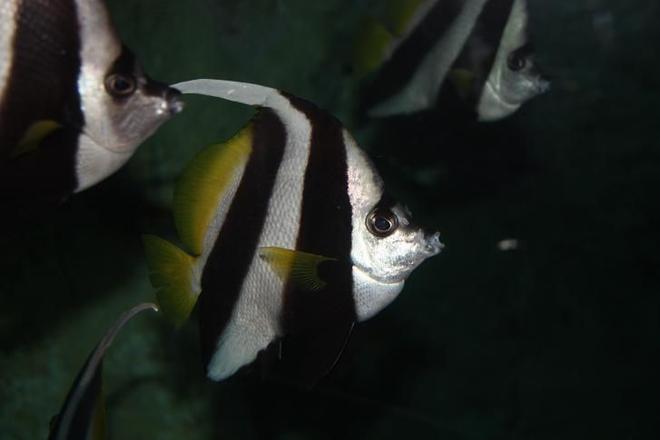 saltwater fish - heniochus acuminatus - longfin bannerfish stocking in 67 gallons tank - Photo of a Banner fish from the Sydney Aquarium