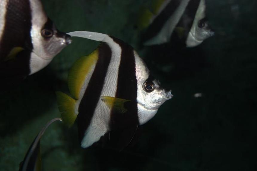 Rated #29: Saltwater Fish - Heniochus Acuminatus - Longfin Bannerfish Stocking In 67 Gallons Tank - Photo of a Banner fish from the Sydney Aquarium