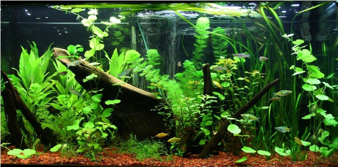 95 gallons planted tank (mostly live plants and fish) - 1 month old Asian/rainbow fish tank. Plants are growing nicely