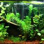 95 gallons planted tank (mostly live plants and fish) - 1 month old Asian/rainbow fish tank. Plants are growing nicely
