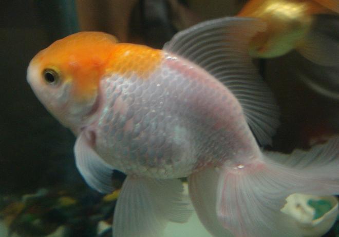 freshwater fish - carassius auratus - red cap oranda goldfish stocking in 18 gallons tank - The cutest of them all....