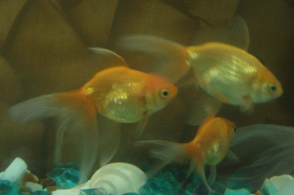 freshwater fish - carassius auratus - oranda goldfish stocking in 18 gallons tank - The younger members of the family....