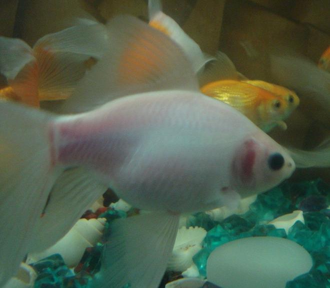 freshwater fish - carassius auratus - shubunkin goldfish stocking in 18 gallons tank - Thats our pink shubunkin...."Pinku"...