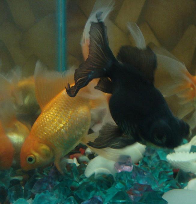 freshwater fish - carassius auratus - oranda goldfish stocking in 18 gallons tank - Orange n Black.....