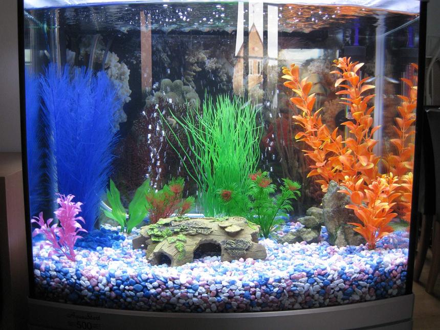 Rated #343: 15 Gallons Freshwater Fish Tank - New fishkeeper, new tank!