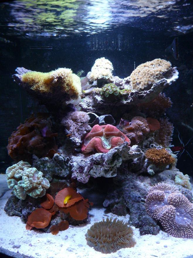 28 gallons reef tank (mostly live coral and fish) - 28 gal. JBJ Nano Reef