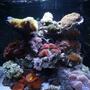 28 gallons reef tank (mostly live coral and fish) - 28 gal. JBJ Nano Reef