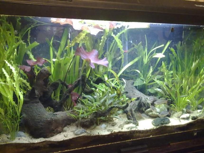 Rated #67: 28 Gallons Planted Tank - Slight Clouding Due To Water Change