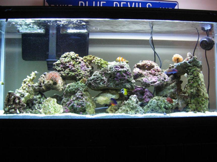Rated #83: 55 Gallons Reef Tank - My 55 Gallon Reef Tank